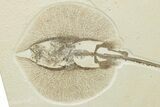 Rare, Fossil Stingray (Heliobatis) - Wyoming #207851-2